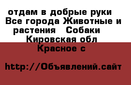 отдам в добрые руки - Все города Животные и растения » Собаки   . Кировская обл.,Красное с.